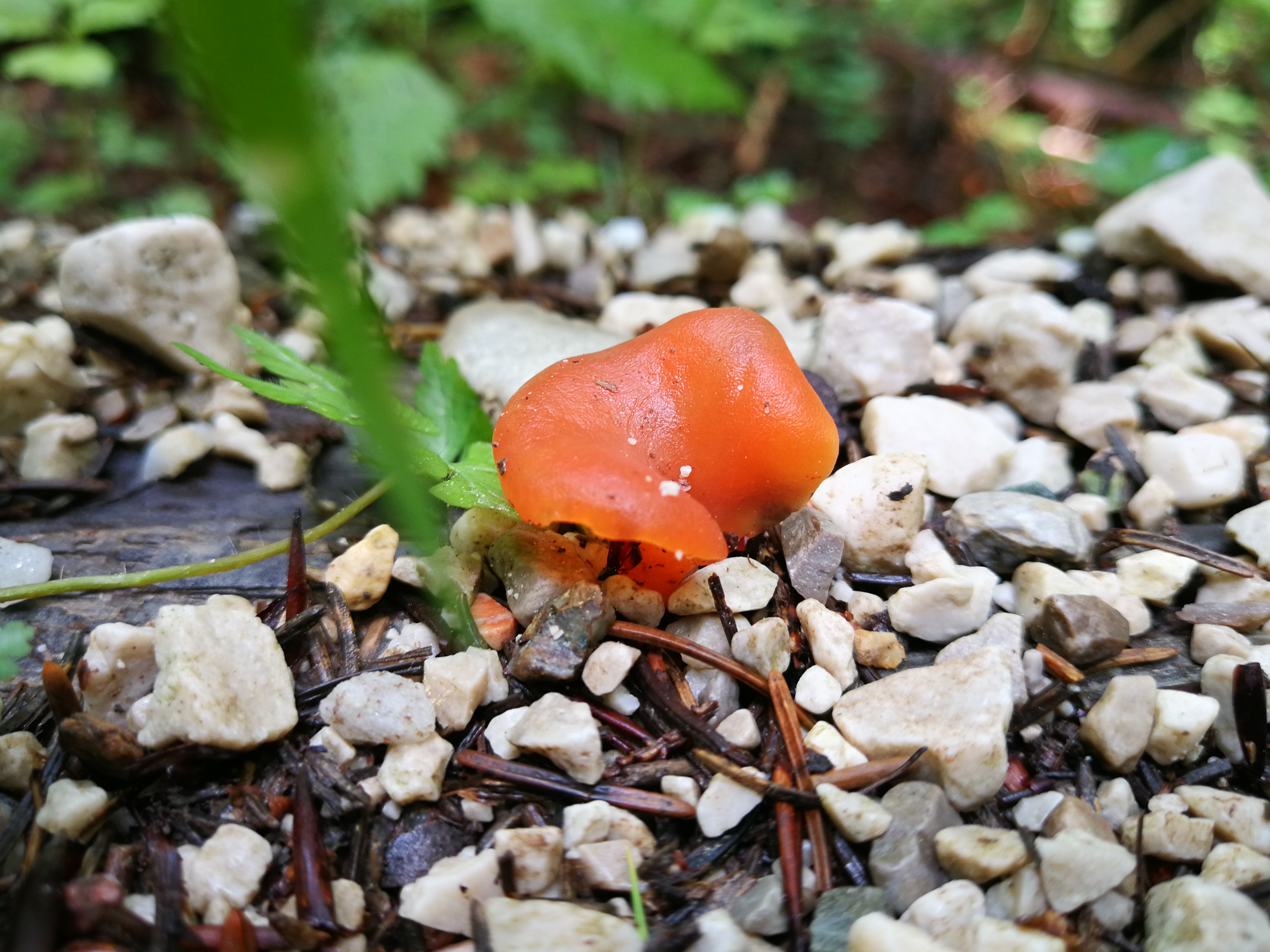 Rötlicher Gallerttrichterling - Ansicht von leicht schräg oben. Wir sehen den Rötlichen Gallerttrichterling an einem typischen Fundort - auf Wegen mit Kalkgehalt bzw. kalkhaltigen Steinen. 